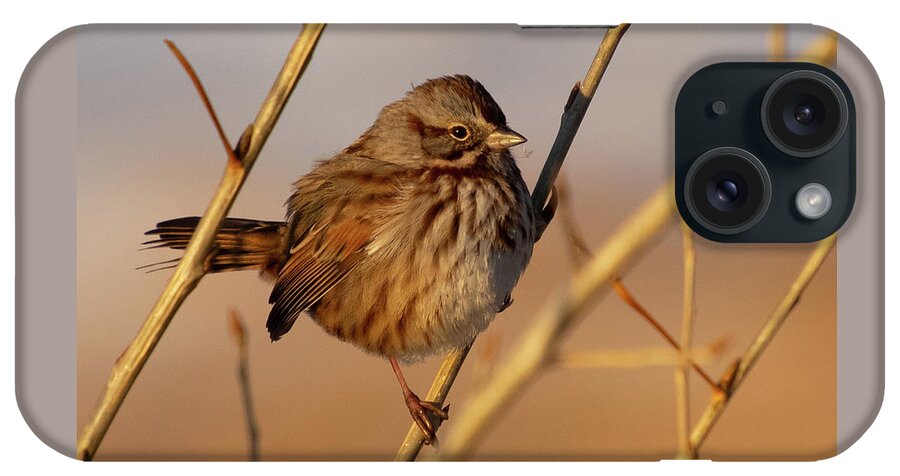 Song Sparrow iPhone Case featuring the photograph Song Sparrow Portrait by Cascade Colors