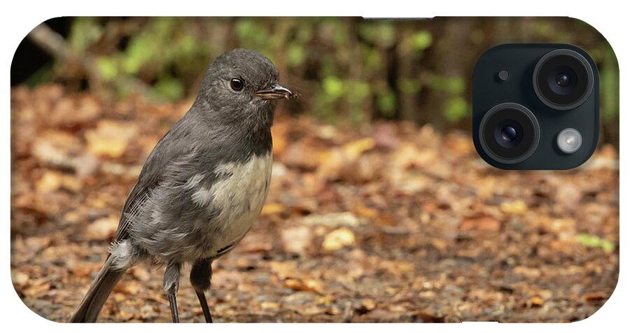 South Island Robin iPhone Case featuring the photograph South Island Robin by Eva Lechner