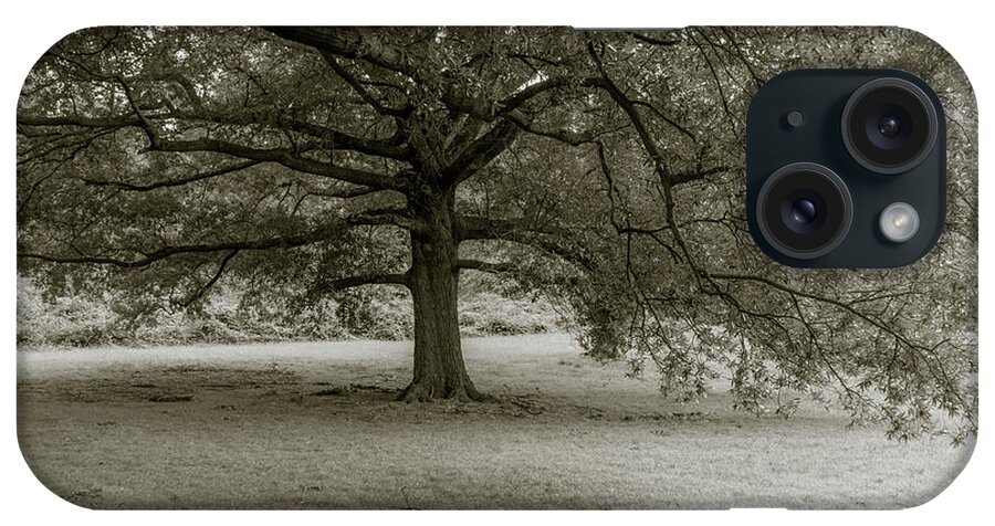 Tree iPhone Case featuring the photograph Southern Tree Inspired by Sally Mann by Liz Albro
