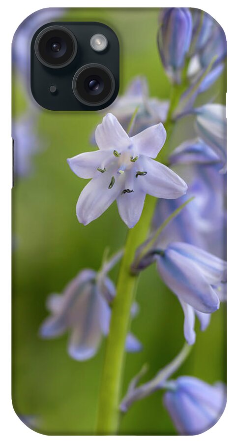Flower iPhone Case featuring the photograph Spanish Bluebells 7 by Dawn Cavalieri