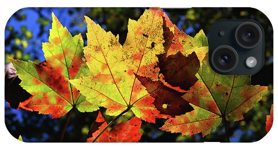 Fall iPhone Case featuring the photograph Speckled Maple by Steven Nelson