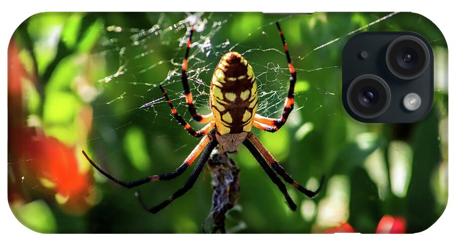 Insects iPhone Case featuring the photograph Spider Feast by Marcus Jones