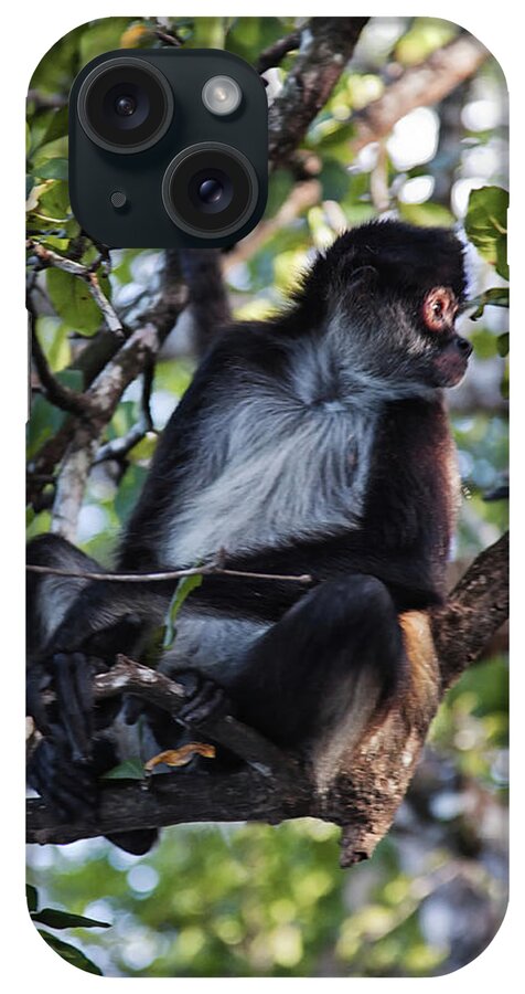 Belize iPhone Case featuring the photograph Spider Monkey, Belize jungle by Tatiana Travelways