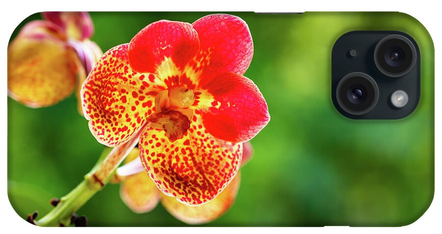 Background iPhone Case featuring the photograph Spotted Orchid Flower by Raul Rodriguez