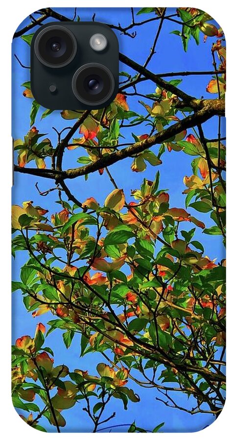 Spring Blossoms Dogwoods iPhone Case featuring the photograph Spring Bling by Ruben Carrillo