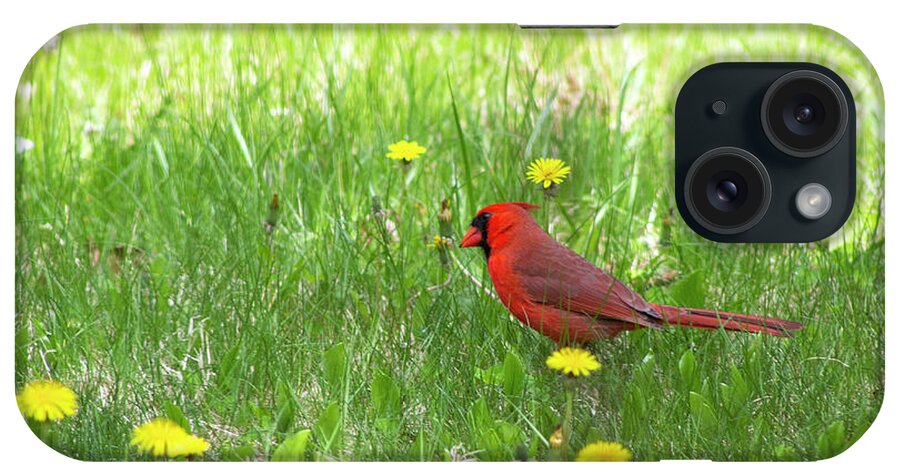 Bird iPhone Case featuring the photograph Spring Cardinal by Geoff Jewett