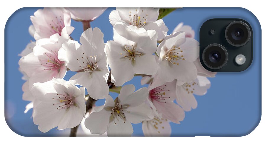 Georgia iPhone Case featuring the photograph Spring Cherry Bloooms by David R Robinson