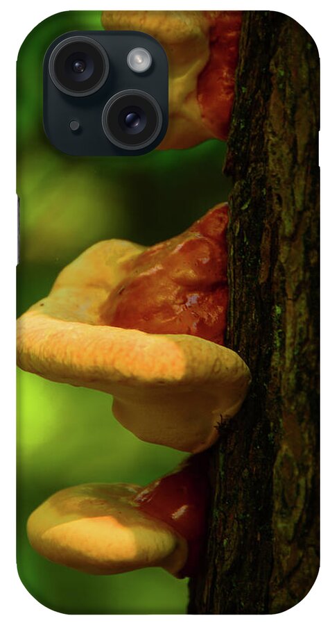 Spring Mushrooms iPhone Case featuring the photograph Spring Mushrooms by Raymond Salani III