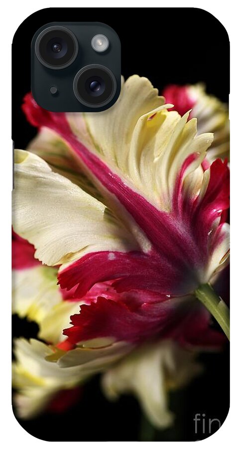 Parrot Tulip iPhone Case featuring the photograph Spring Parrot Tulip by Joy Watson