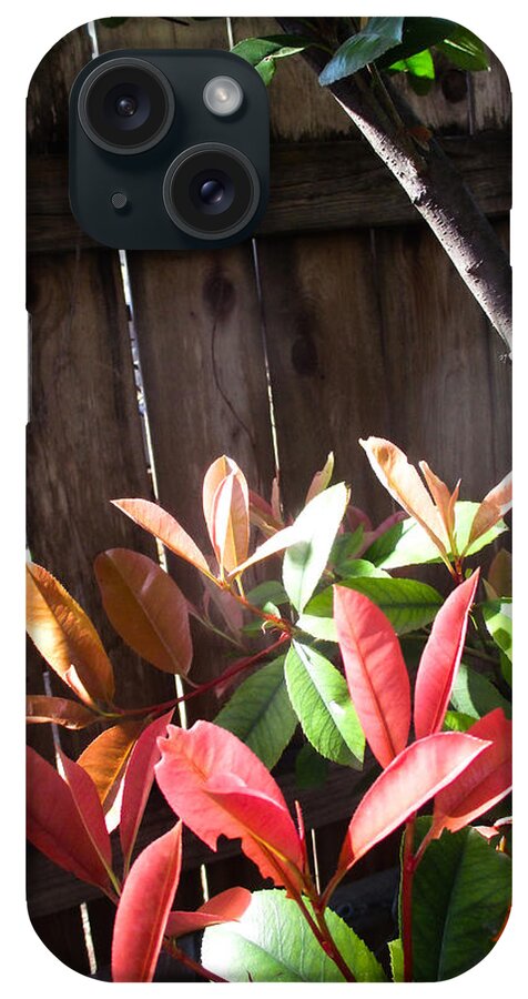 Photinia iPhone Case featuring the photograph Spring Photinia in the Sun by W Craig Photography