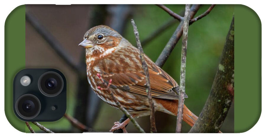 Fox Sparrow iPhone Case featuring the photograph Spring Preview Fox Sparrow by Lara Ellis