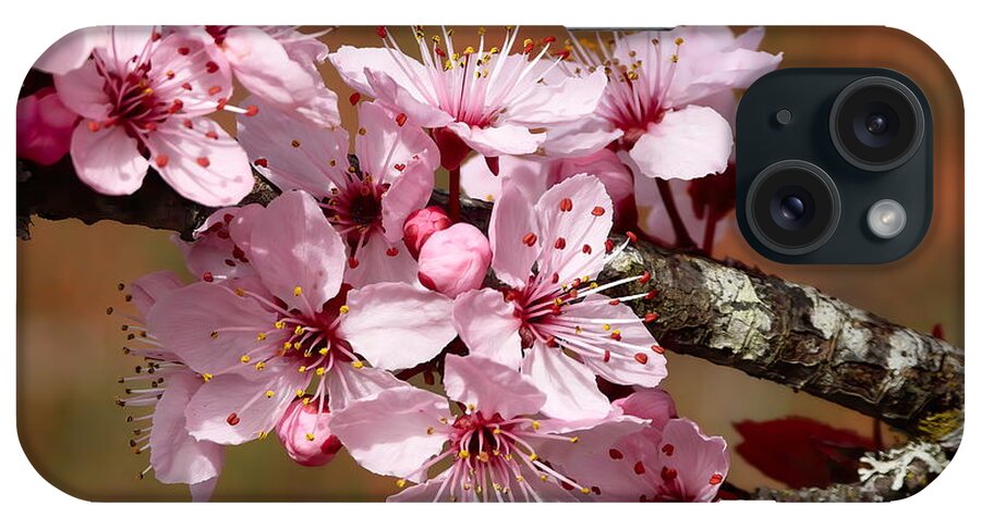 Japanese Cherry iPhone Case featuring the photograph Spring Preview by Scott Cameron