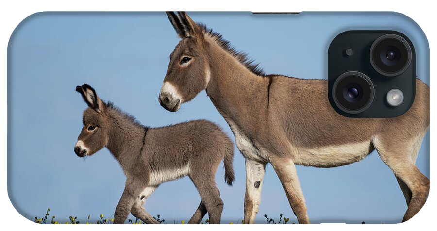 Wild Burros iPhone Case featuring the photograph Spring Saunter by Mary Hone