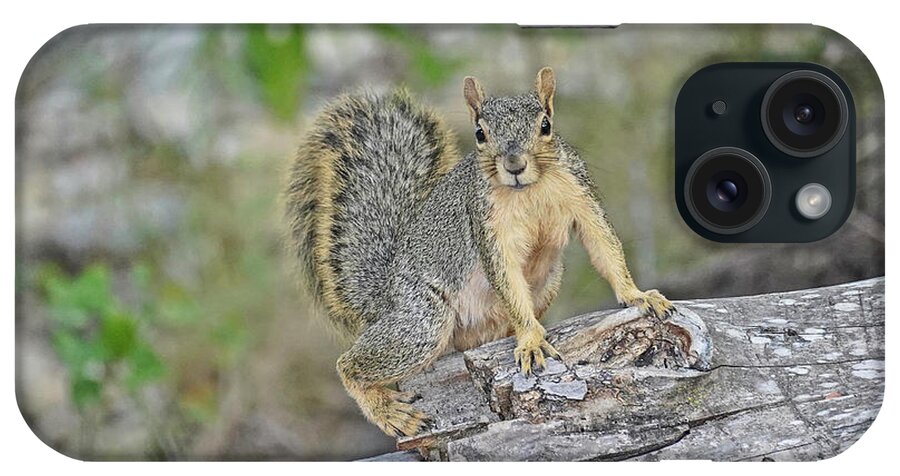 Squirrel iPhone Case featuring the photograph Squirrel by Cathy Valle