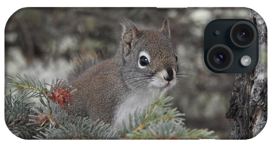 Squirrel iPhone Case featuring the photograph Squirrel by Nicola Finch