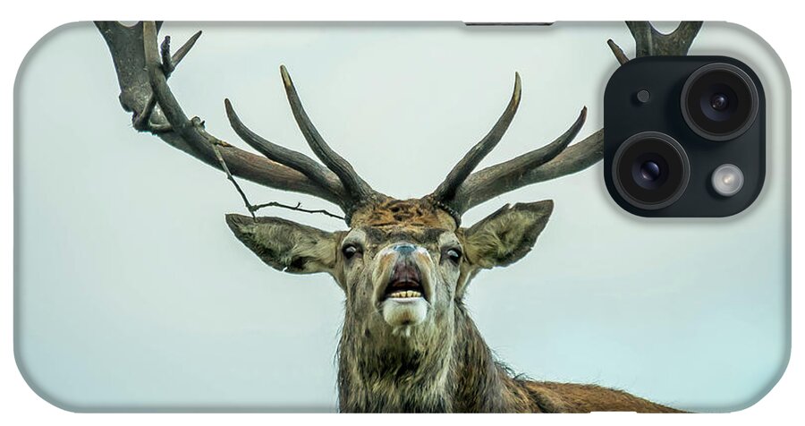 Stag iPhone Case featuring the photograph Stag Call by Nick Bywater