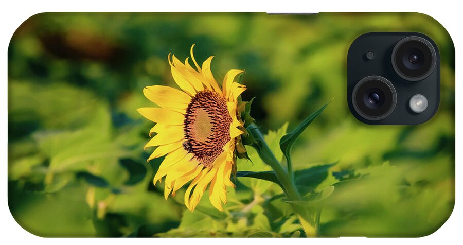 Sunflower iPhone Case featuring the photograph Stand Out from the Crowd by Pam Rendall