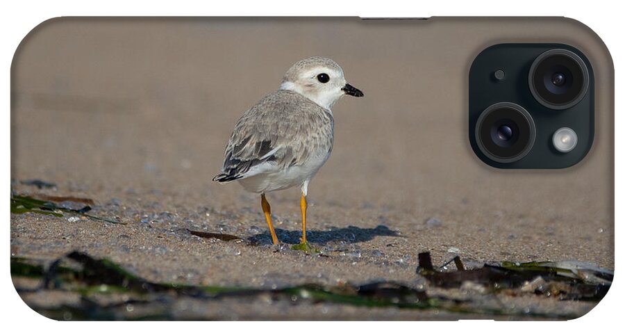 Shorebird iPhone Case featuring the photograph Standing on Sparkle by Linda Bonaccorsi