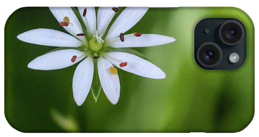 Wildflowers iPhone Case featuring the photograph Star Chickweed by Tana Reiff