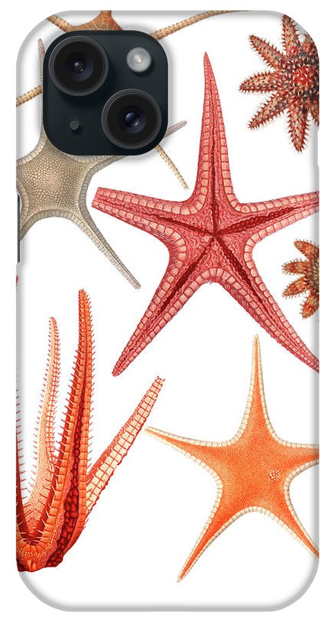 Starfish iPhone Case featuring the drawing Starfish varieties by Mango Art