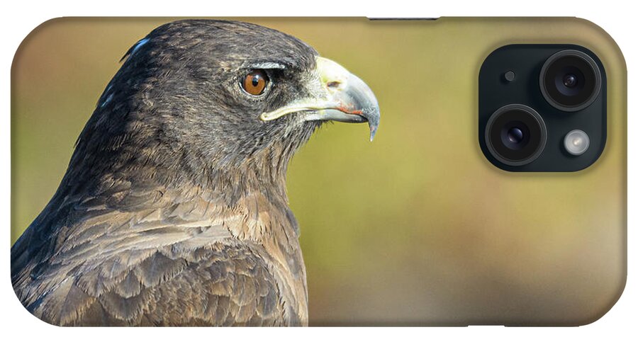 Ecuador iPhone Case featuring the photograph Staring Galapagos Hawk by Adrian O Brien