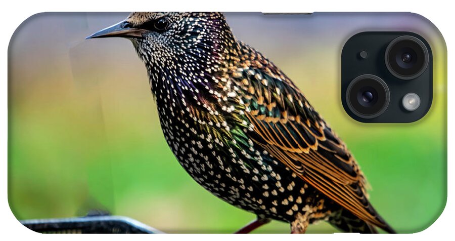 Bird iPhone Case featuring the photograph Starling In Color by Cathy Kovarik