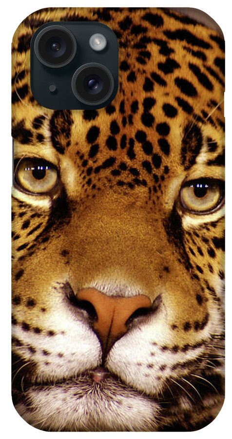 Milwaukee County Zoo iPhone Case featuring the photograph Stella, close up by Deb Beausoleil