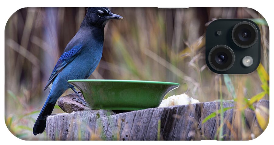 Bird iPhone Case featuring the photograph Stellar's Jay at Lunch by Steve Templeton