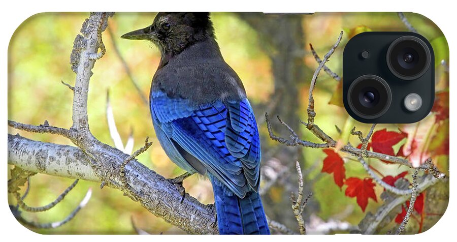 Stellers Jay iPhone Case featuring the photograph Steller's Jay in Autumn by Donna Kennedy