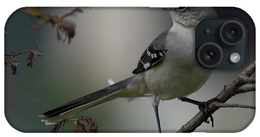 Northern Mockingbird iPhone Case featuring the photograph Strike a Pose by RD Allen
