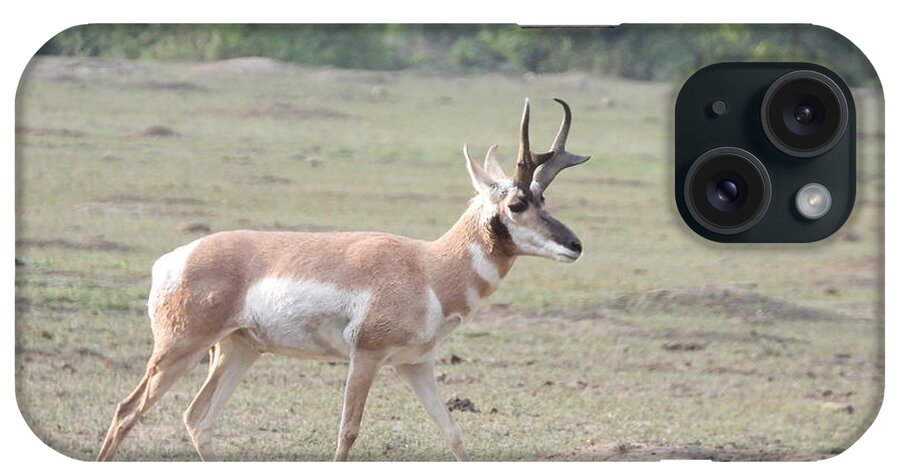 Antelope iPhone Case featuring the photograph Strolling Antelope by Amanda R Wright