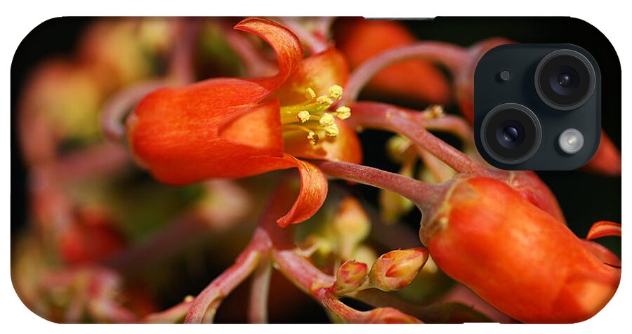 Succulent With Buds iPhone Case featuring the photograph Succulent Flowers Cotyledon Macrantha by Joy Watson