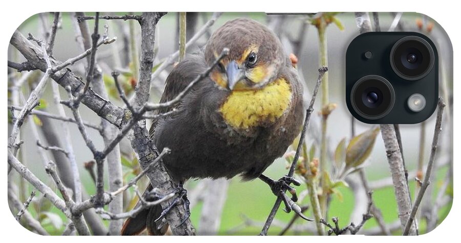 Female Yellow-headed Blackbird iPhone Case featuring the photograph Such a Pretty Bird by Nicola Finch
