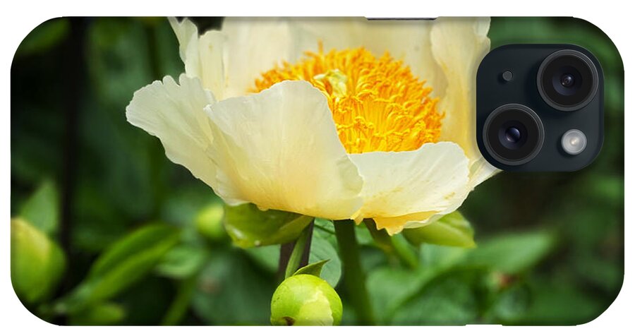 Sun And Moon Peony iPhone Case featuring the photograph Sun and Moon Peony by Jeanette French