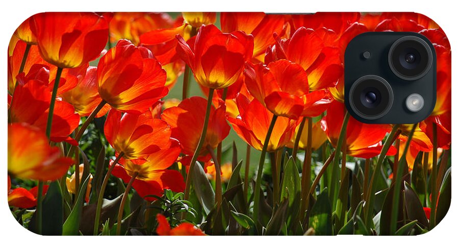 Orange Tulip iPhone Case featuring the photograph Sun-Drenched Tulips by Suzanne Gaff
