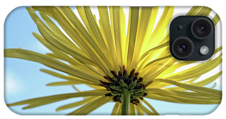 Chrysanthemum iPhone Case featuring the photograph Sunburst by Judy Vincent