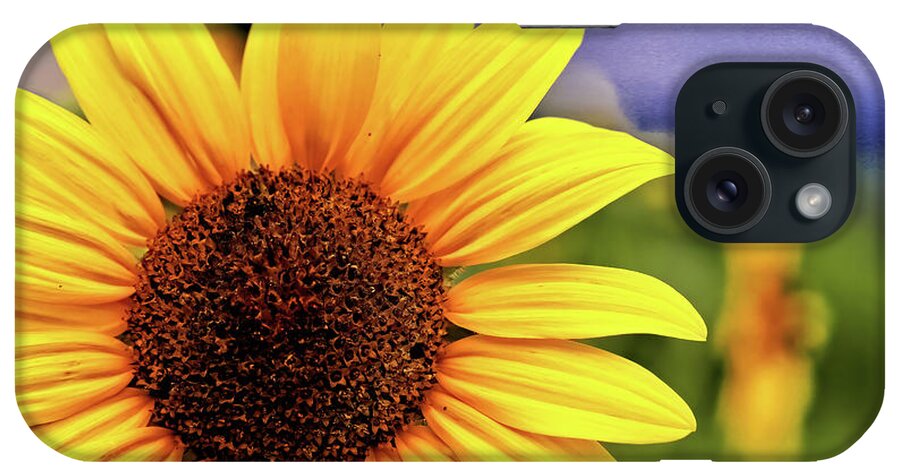 Sunflower iPhone Case featuring the photograph Sunflower by Bob Falcone