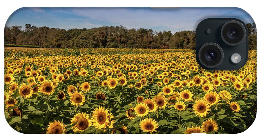 Sunflowers iPhone Case featuring the photograph Sunflower Field by Elvira Peretsman