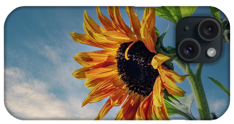 2021-08-10 iPhone Case featuring the photograph Sunflower by Phil And Karen Rispin