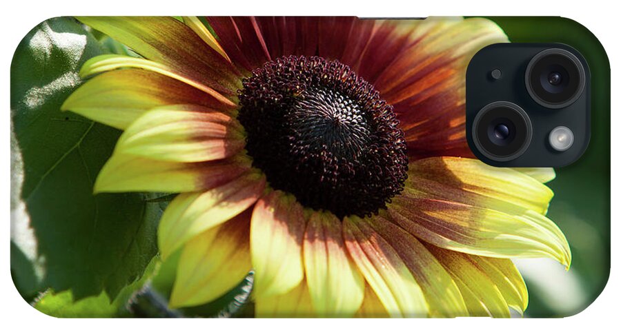 Sunflower iPhone Case featuring the photograph Sunflower_7156 by Rocco Leone