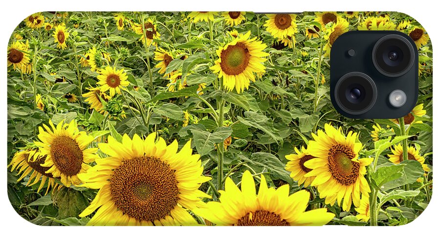 Sunflower iPhone Case featuring the photograph Sunflowers by Jerry Connally
