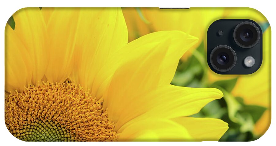 Sunflower iPhone Case featuring the photograph Sunny by Margaret Pitcher
