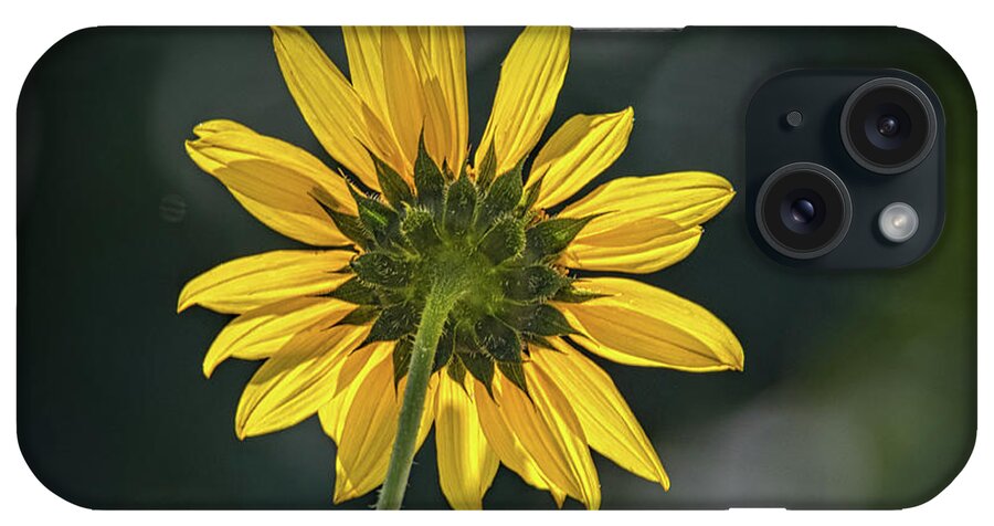 Bloom iPhone Case featuring the photograph Sunny Sunflower Following the Sun by Debra Martz