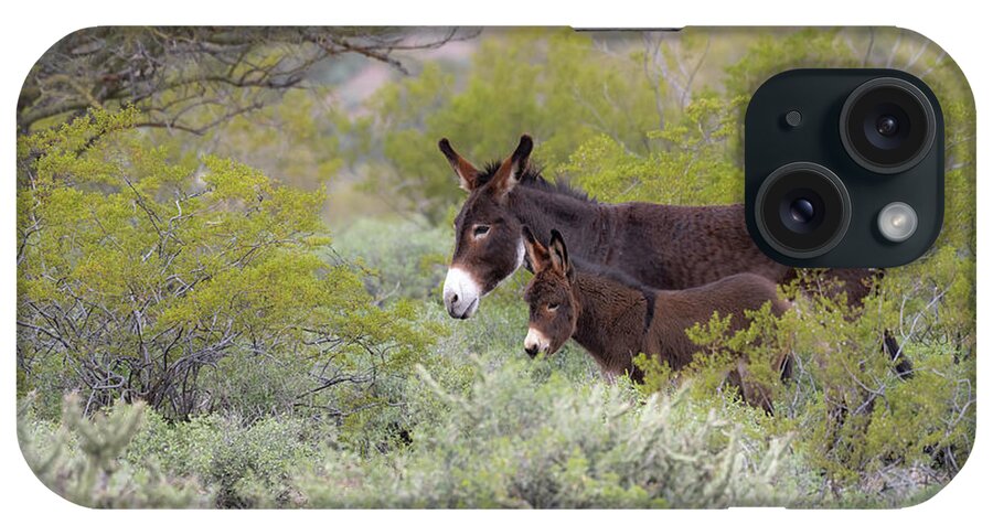 Wild Burro iPhone Case featuring the photograph Surrounded by Mary Hone
