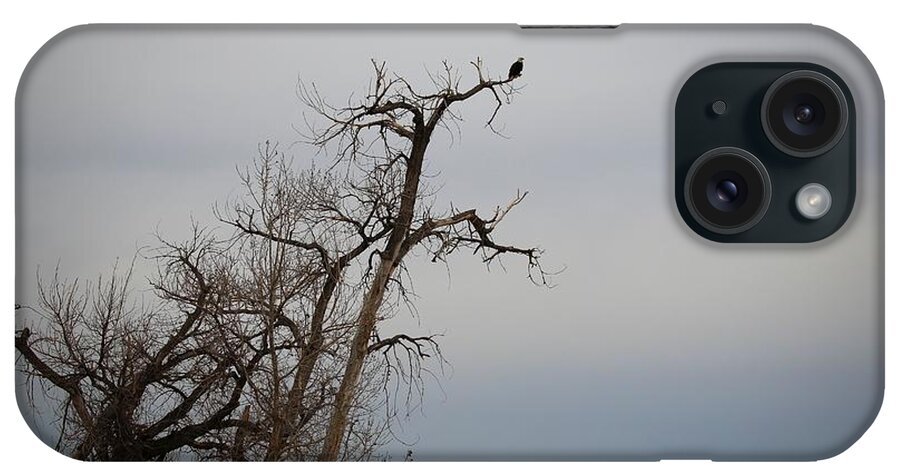 Eagles iPhone 15 Case featuring the photograph Surveying the Land by Veronica Batterson
