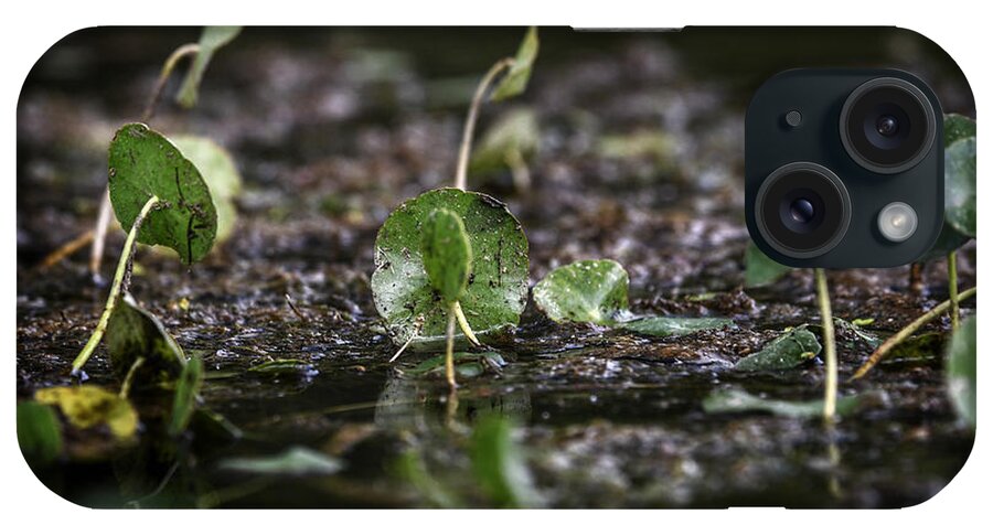 Photo iPhone Case featuring the photograph Swamp Life by Evan Foster