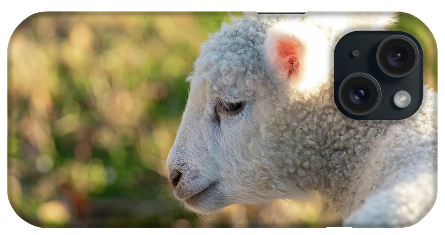 Lamb iPhone Case featuring the photograph Sweet Babe by Rachel Morrison