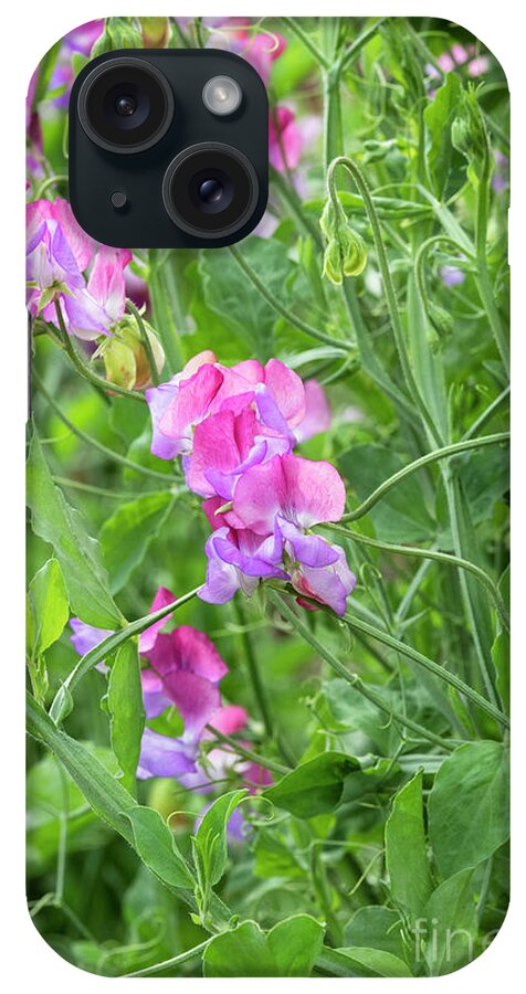 Sweet Pea iPhone Case featuring the photograph Sweet Pea Fire and Ice by Tim Gainey