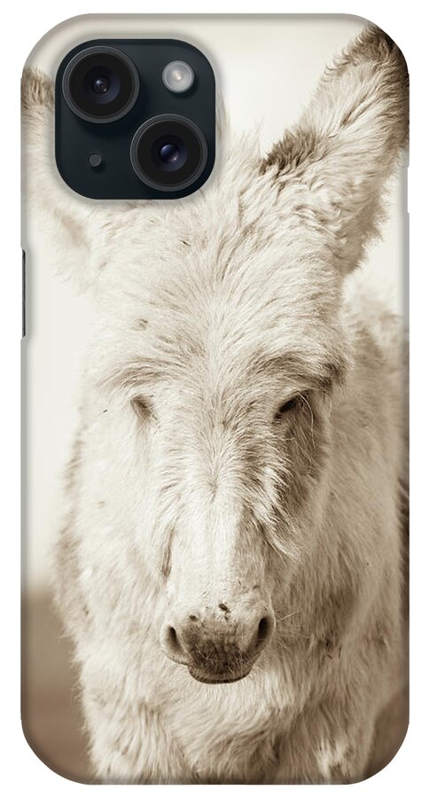 Wild Burros iPhone Case featuring the photograph Sweetness by Mary Hone