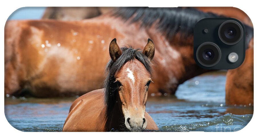 Salt River Wild Horses iPhone Case featuring the photograph Swim Time by Shannon Hastings